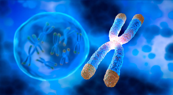 Polyphenols-rich Supplements and Shortening of Telomeres: A Nutritional  Approach to Slowing Cellular Aging